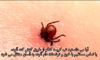 کلیپ آیا می دانستید شماره 2 / آنچه باید درمورد ⬅️تب کریمه کنگو➡️ بدانید